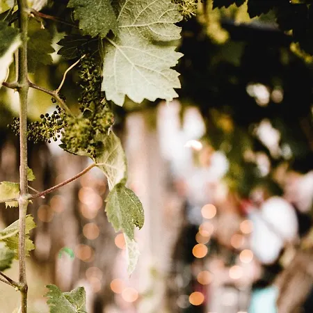 Vina Kobal, Kobal Family Estate *