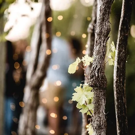 Vina Kobal, Kobal Family Estate * Stanjel