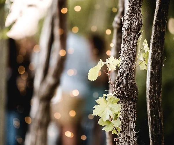 Vina Kobal, Kobal Family Estate * Štanjel